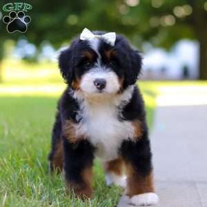Indy, Mini Bernedoodle Puppy